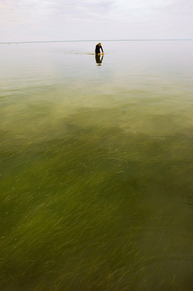Eelgrass bed